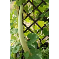 nasiona Tykwa pospolita Snake swikx220